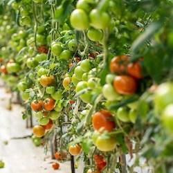 tomato greenhouse.jpg